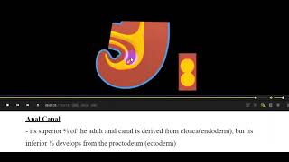 L72 Embryology Development of HINDGUT [upl. by Plate]