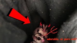 Why you maybe might not want a sugar glider [upl. by Rothenberg]