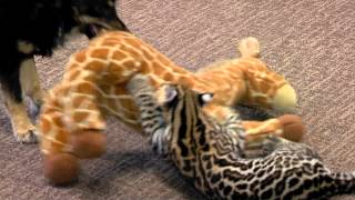 Ocelot Kitten Santos and Dog Blakely Play One on One  Cincinnati Zoo [upl. by Atig]