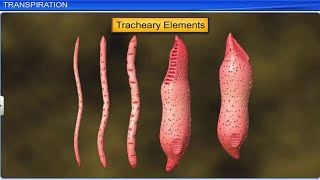 CBSE Class 11 Biology  Transport in Plants Part 2  Full Chapter  By Shiksha House [upl. by Dolhenty]