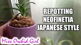 Repotting Neofinetia falcata orchid  Japanese Kokedama [upl. by Aneeram176]