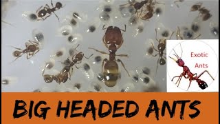 Big Headed Ant Colony Update 2 pheidole [upl. by Monti225]