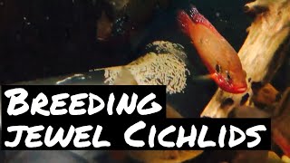 Breeding Jewel Cichlid  Laid Eggs Babies [upl. by Charleen]