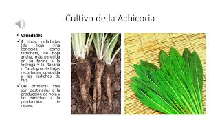 Cultivo de la Achicoria [upl. by Nnaassilem]