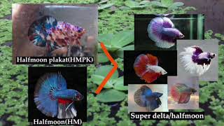 Betta Tail Types and Tail Crossbreeding Log [upl. by Emirej1]