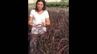 Riverbend Nursery Plant PremierePennisetum Rubrum 1 [upl. by Best]