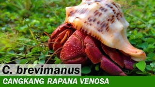 Kelomang Coenobita Brevimanus dengan Cangkang Rapana Venosa Putih  Relaxing Video  Crabpedia [upl. by Assilym]