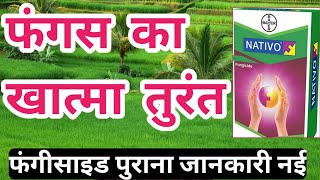 Bayer Nativo Fungicide । Nativo Fungicide।Systemic Fungicide [upl. by Darwen]