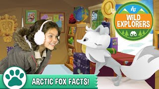 Wild Explorers  Arctic Fox Facts [upl. by Aieken]