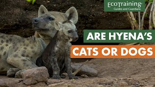 Everything you didn’t know about spotted hyenas  Animal Facts  EcoTraining [upl. by Neils]