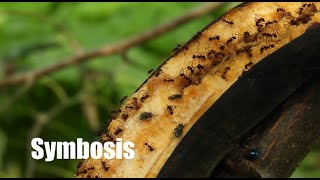 Understanding Symbiosis Commensalism Mutualism amp Parasitism Explained [upl. by Abba]