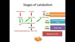 Catabolism stages [upl. by Lithea355]