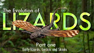 Early Lizards Geckos and Skinks [upl. by Ahsatsan]