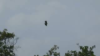 European Honey Buzzard  Wespendief  Westbroek NL  1582024 [upl. by Pirozzo]