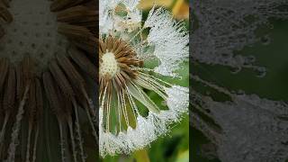 Dandelion seeds covered in morning dew dandelionseeds morningdew [upl. by Cerys]