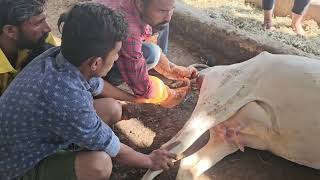 Difficulty in giving Birth in Cow  Dystocia  Obstetrical Operation cow gaushala veterinary [upl. by Odele]