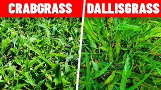 How to Kill Crabgrass and Dallisgrass in the Lawn [upl. by Latham]