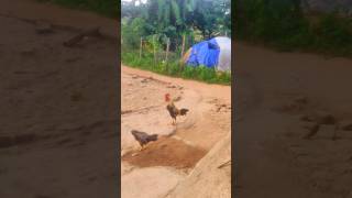 Its Time For Sanguli FM rooster mjbarks shorts [upl. by Anam306]