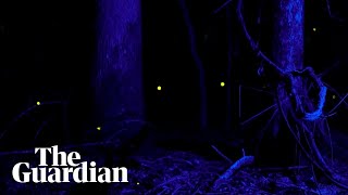 Dazzling phenomenon fireflies light up in unison once a year [upl. by Eliam]