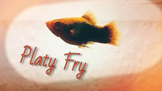 Keeping and Growing PLATY FRY [upl. by Elam]