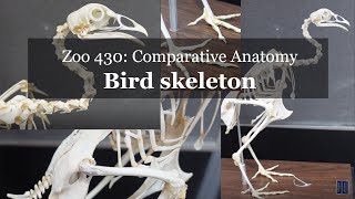 Osteology Bird skeleton walkthrough chicken [upl. by Cormack702]