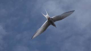 The Arctic tern A small bird that migrates big [upl. by Elehcir902]