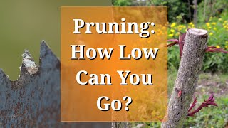 Pruning How Low Can You Go [upl. by Whalen220]