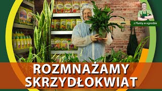 Pielęgnacja i rozmnażanie skrzydłokwiatu  Z PLANTĄ W OGRODZIE [upl. by Eicnahc908]