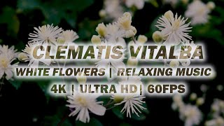 Clematis Vitalba Scenes of Amazing White Flowers  4K UHD 60fps [upl. by Somar]