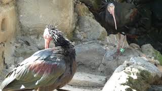 Waldrapp hässlichster Vogel der Welt ugly bald hermit ibis World’s ugliest black bird on the Planet [upl. by Nahsad273]