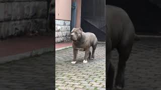 American Bully xl attack [upl. by Assereht]