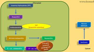 Abscisic acid biosynthesis pathway  plant hormone lecture [upl. by Sad425]