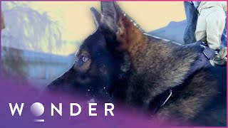 How Dogs Are Trained To Catch Criminals  K9 Mounties S1 EP4  Wonder [upl. by Ettelra41]