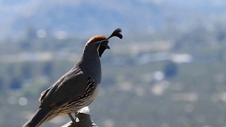 Gambels quail call [upl. by Pozzy]