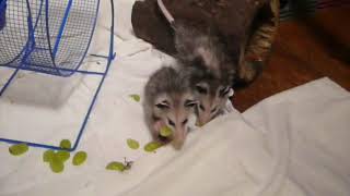 How to call baby opossums [upl. by Janis165]