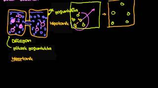 Difüzyon ve Osmoz Biyoloji  Hücreler [upl. by Hsekar]