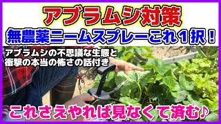 【無農薬で効果抜群】アブラムシの衝撃の生態と怖さ＆一押し対策法！無農薬ではニームオイルスプレーが一番効く！スプレーしたユリの結果／野菜別スプレーのポイント／効果の高いアブラムシ退治／予防効果も抜群 [upl. by Baiel668]