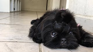 Beautiful Black Shih Tzu Puppy [upl. by Lundquist]