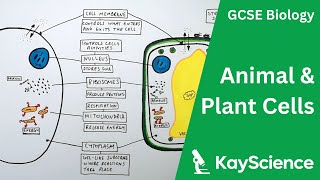 Animal and Plant Cells  GCSE Biology  Kaysciencecom [upl. by Shaum]