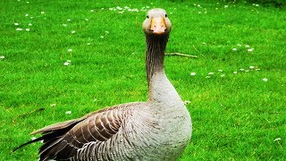 Les animaux de la ferme  Loie [upl. by Pieter971]