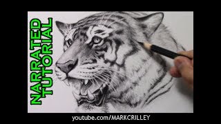 How to Draw a Tiger Narrated StepbyStep Tutorial [upl. by Dunham]