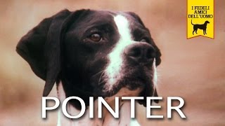 IL POINTER trailer documentario [upl. by Tevis]