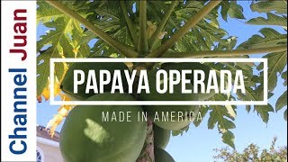 Forcing Male Papaya to Bear Fruit  Turn a Male Papaya into Female  Papaya Operada2020 [upl. by Sonahpets]