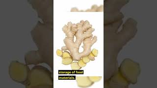 What is a rhizome  Rhizome of ginger  Modified Underground Stem Types and Rhizome examples [upl. by Mohammed]