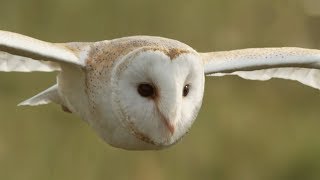 Graceful Barn Owl Hunting in the Daytime  BBC Earth [upl. by Gnilyam937]