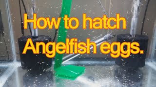 How to hatch angelfish eggs on your own [upl. by Filide]