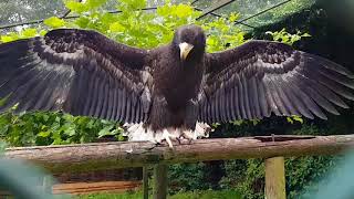 Common raven bullying a Stellers sea eagle [upl. by Goldstein370]