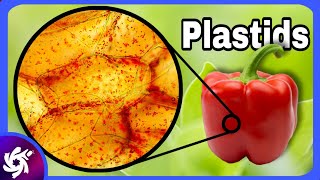 plastids in 3 Minutes [upl. by Hras]