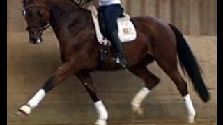 wwwsporthorsesonlinecom 2006 Dressage mare for sale 3rd level sold [upl. by Sontag]