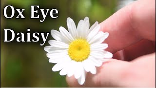 Ox Eye Daisy Identification  Edible and Medicinal Plant [upl. by Bergeron248]